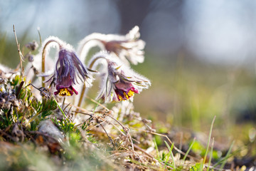 Closeup of pasque flower at sunlight in spring