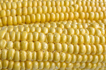 Corn cob close up, yellow corn kernels background. Picture of ripe corn