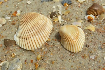 Seashells on the beach in Atlantic coast of North Florida