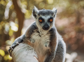 Katta genießt die Herbstsonne