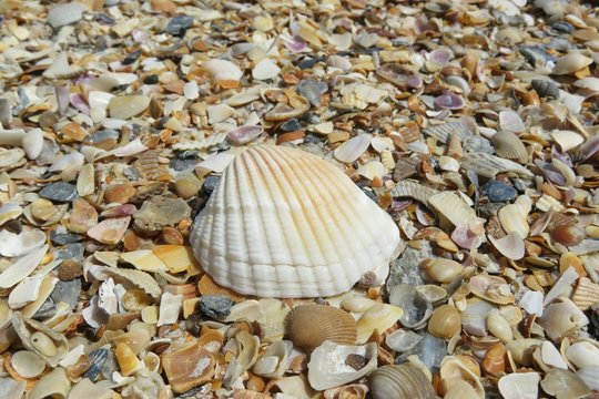 Light seashell on the beach in Atlantic coast of North Florida, closeup