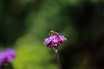 Eastern Yellow Jacket Bee on purple flower
