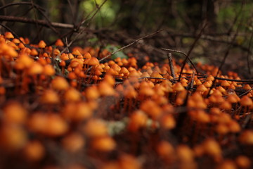 forest feel full of poison orange mushrooms 