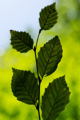 Fototapeta na wymiar Herbstlaub_1