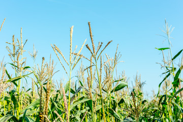 Naklejka premium Tall corn stalks on the blue sky background.