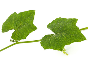 Green foliage of pumpkin, isolated on white background