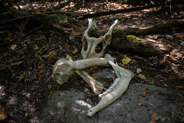 Animal bones / skull on the forest floor