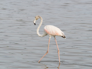 Joven flamenco andando en la laguna