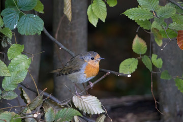 Robin sits in front of a picket fence on the ground looking for food