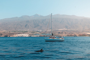  group of people on boat for whale watching tour looking at dolphin