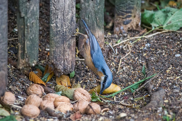 Nuthatch at a bird feeder house