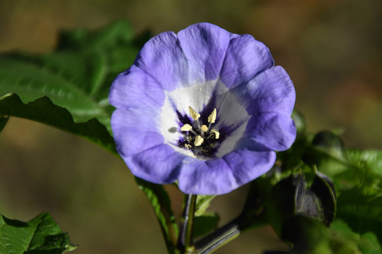 Nachtschattengew&auml;chse, Nicandra physalodes (Giftbeere), Einzelbl&uuml;te