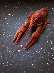 lobster on background
