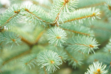 Silver blue spruce pine, fir tree branches outdoor close up