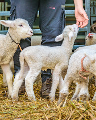 Baby Sheeps, Rural Exhibition, Montevideo, Uruguay