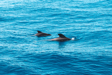 Naklejka premium two pilot whales in ocean looking like dolphins - whale watching