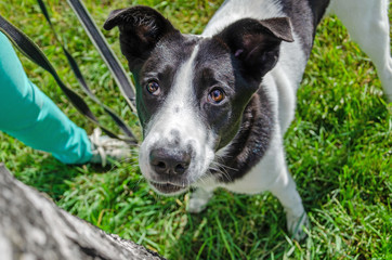 The young energetic half-breed dog is looking up. How to protect your dog from overheating. Dog is getting thirsty. The funny face.