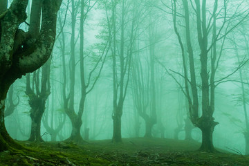 cold morning in the forest of Belaustegui, on the hill of Gorbea