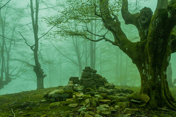 cold morning in the forest of Belaustegui, on the hill of Gorbea