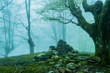 cold morning in the forest of Belaustegui, on the hill of Gorbea