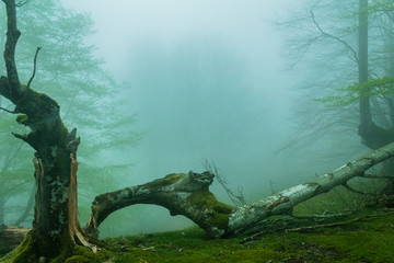 cold morning in the forest of Belaustegui, on the hill of Gorbea