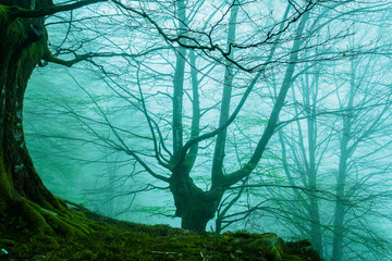 cold morning in the forest of Belaustegui, on the hill of Gorbea