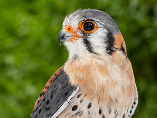 Standing male American kestrel or falcon (Falco sparverius) with a green background looking to the left