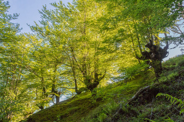 cold morning in the forest of Belaustegui, on the hill of Gorbea