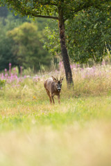 Red deer in the forest