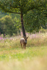 Red deer in the forest