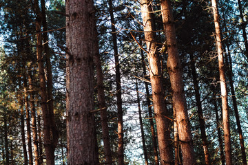 Fototapeta premium Nature