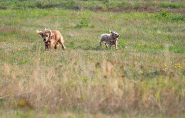 Two dogs run on the field
