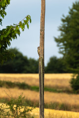 Great spotted woodpecker