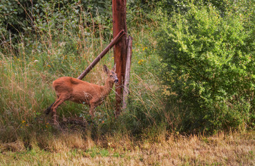 Red deer in the forest