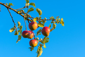 Red apples on a branch. Fruits on a tree, Blue sky