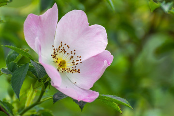 Pink flower with blurred background. Pink flower on green background