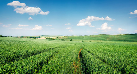 Picturesque spring view of field of fresh wheat. Rural morning scene of the Bulgarian countryside,...