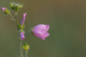 Pink flower with blurred background. Pink flower on green background