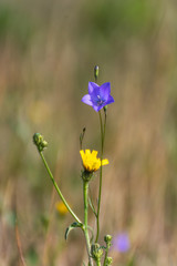 Field of wild flowers. Yellow flowers in the field