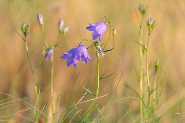 Blue flowers in the grass. Blue flowers in the field