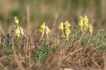 Field of wild flowers. Yellow flowers in the field
