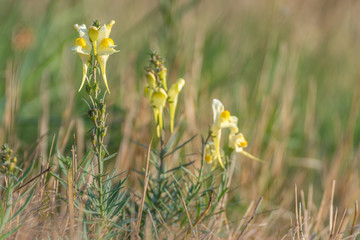 Field of wild flowers. Yellow flowers in the field