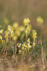 Field of wild flowers. Yellow flowers in the field