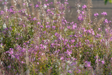 Field of purple flowers. Flower in the garden