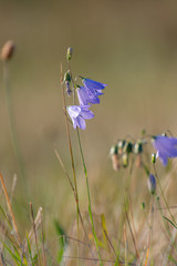 Blue flowers in the grass. Blue flowers in the field