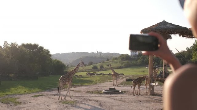Happy young woman taking pictures of giraffes on her phone. Girl taking photo or videos at the zoo. Silhouette female hands. New emotions in travel. Lifestyle. Tourist shares impressions on Internet