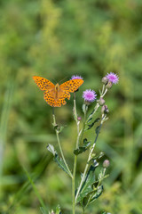 Butterfly on flower. Colorful butterfly on flower