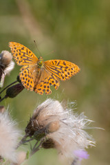 Butterfly on flower. Colorful butterfly on flower