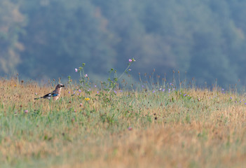 Bird in the grass with blurred background