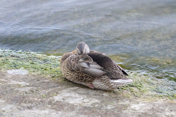 Gray duck on the shore. Plumage of a duck in the summer. Waterfowl close-up. Duck beak. Webbed...